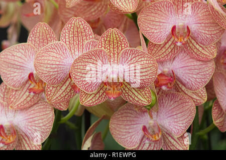 Phalaenopsis cultivar. Moth orchid flower growing in a glasshouse Stock Photo