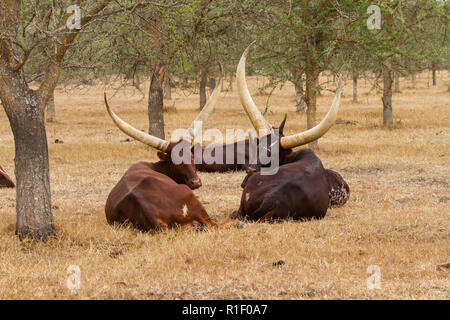 Long-horned Ankole cattle sitting in dry savanna Stock Photo