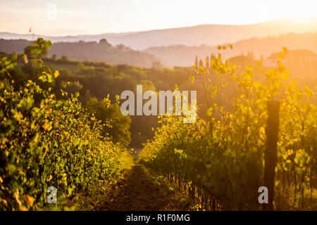 Nice view of countryyard in tuscany with wine produciton and winery concept. Sunset light create a golden and warm landscape to enjoy the beauty of th Stock Photo