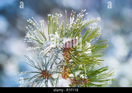 Branch elfin cedar with cones, snow-capped, closeup on the blurry background. Stock Photo