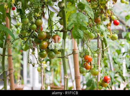 Tomatoes growing in a greenhouse Stock Photo