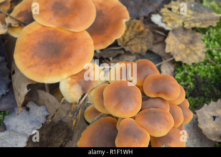 Hypholoma fasciculare, sulphur tuft, unedible mushrooms macro Stock Photo