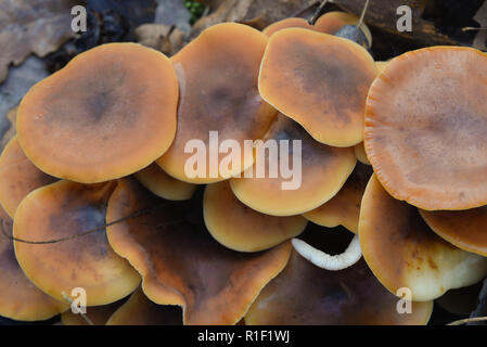 Hypholoma fasciculare, sulphur tuft, unedible mushrooms macro Stock Photo