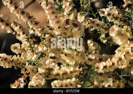 Beautiful and colorful Salsola Oppositifolia flowers under the sun in Autumn Stock Photo