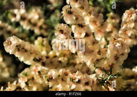 Beautiful and colorful Salsola Oppositifolia flowers under the sun in Autumn Stock Photo