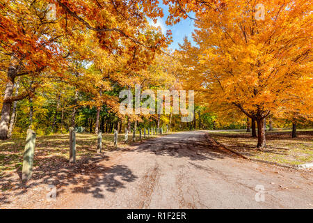 A road in the fall at Matthiesen State Park with the foliage turning yellow/orange and the leaves falling off of the trees with a blue sky.