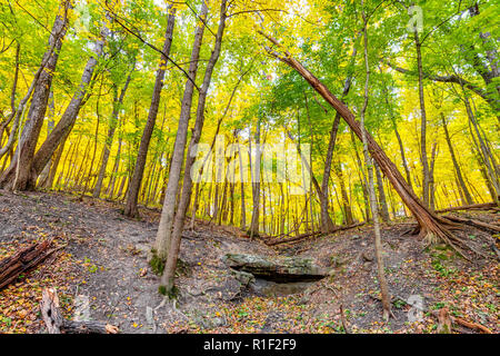 A forest trail in Matthiesen State Park in the fall with the foliage turning yellow/orange and the leaves falling off of the trees.