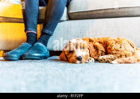 Cockapoo puppy, Cocker spaniel cross Poodle puppy, Cockapoo puppies, Cockapoo, red and white Cockapoo, puppy, puppies, cute puppy, cute puppies, Stock Photo