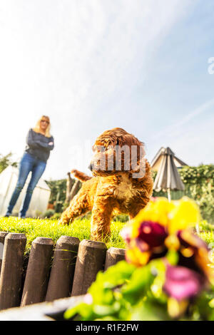 Cockapoo puppy, Cocker spaniel cross Poodle puppy, Cockapoo puppies, Cockapoo, red and white Cockapoo, puppy, puppies, training puppy, dog training Stock Photo