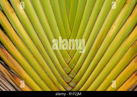 abstract texture pattern detail banana fan background.palm leaf background in nature weave pattern Stock Photo