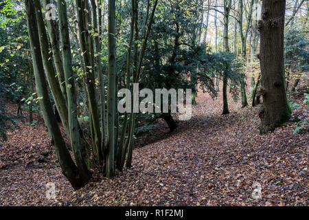 Privately owned braodleaf woodland, with public rights of way and open access, Towerburn Wood Jedburgh Scottish Borders. Stock Photo