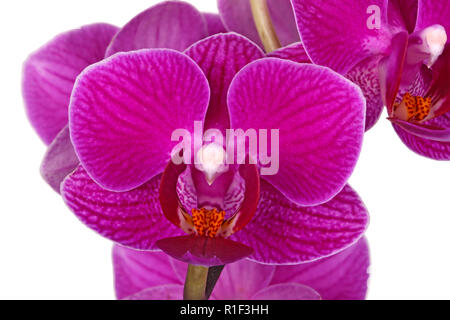 Dark purple flowers of a hybrid Phalaenopsis orchid isolated against a white background Stock Photo