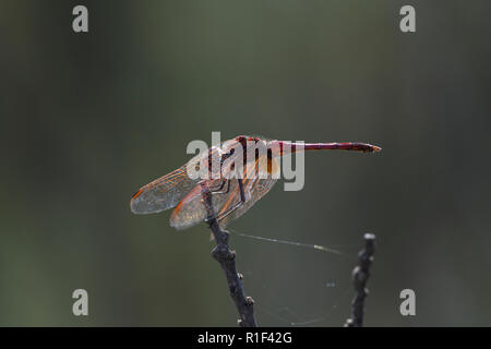 Violet Dropwing dragonfly (Trithemis annulata), male Stock Photo