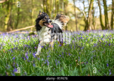 A young tricoloured border collie in a forest with a bluebell covered floor Stock Photo