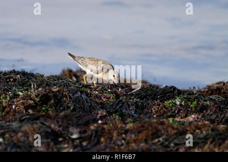 Sandpiper looking for food in the algae from a portuguese rocky beach during low tide Stock Photo