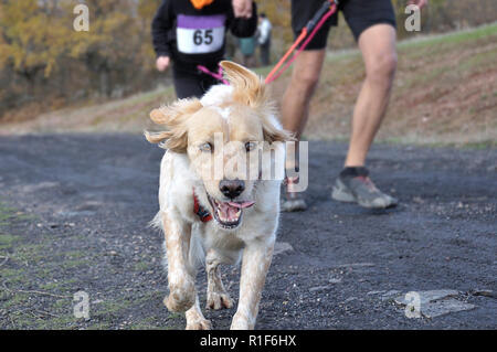 In the foreground a dog taking part in a popular canicross race, in the background its owners (father and son) Stock Photo