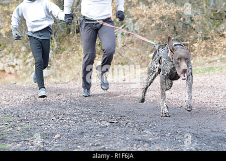 Dog and its owners (father and son) taking part in a popular canicross race Stock Photo