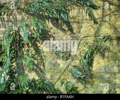 Climbing plants growing on an old wall with moss in Chelsea Physic Garden, London Stock Photo