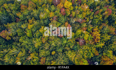 Drone aerial vew of a multi colored forest in a autumn day. Stock Photo