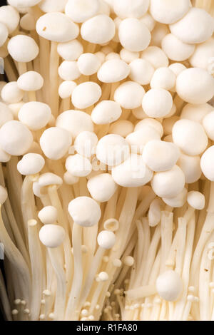 Organic healthy asian Enoik Mushrooms, close up Stock Photo