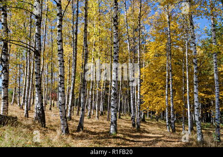 Autumnal birch or betula forest  in the colorful mountain Vitosha, Bulgaria Stock Photo