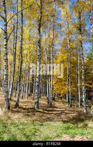 Autumnal birch or betula forest  in the colorful mountain Vitosha, Bulgaria Stock Photo