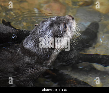 River otters are known as part of the mustelid family. Stock Photo