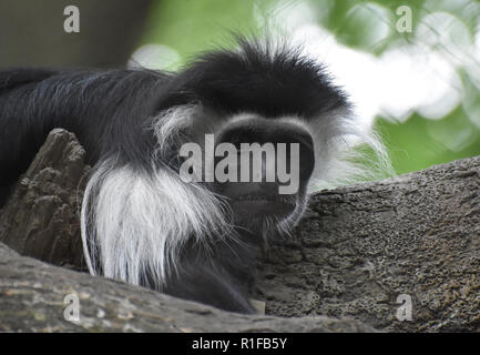 Staring black and white mantled colobus monkey. Stock Photo