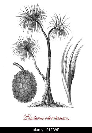 Vintage botanical engraving of Pandanus odorifer, aromatic plant with fragrant leaves and flowers from Polynesia, South Asia and Australia Stock Photo