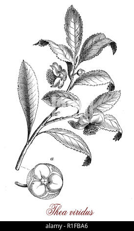 Hand painted tea plant illustration (camellia sinensis) 