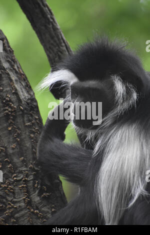 Colobus monkey with long black and white fur. Stock Photo