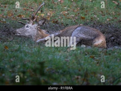 Red deer stag, wallowing in mud, Curvus elaphus, Fountains Abbey, north Yorkshire, England, UK Stock Photo