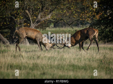 Two large male Red Deer Stag, Cervus elaphus, fighting during the rut, Fountains Abbey, North Yorkshire, UK