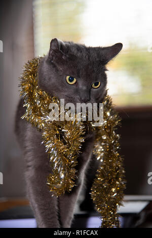 Russian Blue Cross Cat wearing Christmas Decoration! Stock Photo
