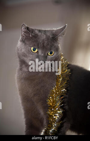 Russian Blue Cross Cat wearing Christmas Decoration! Stock Photo