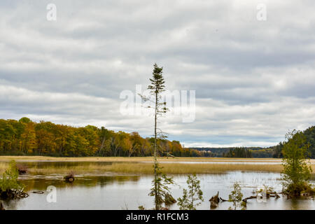 Lone pine tree reflecting in the waters of Iargo Springs, in the Huron National Forest. Take on a beautiful cloudy fall day in Michigan. Stock Photo