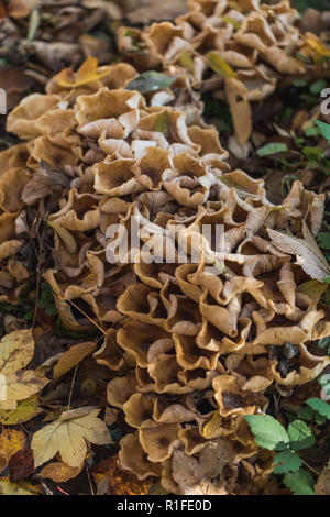 Macro of abstract wild mushrooms in autumn, switzerland Stock Photo