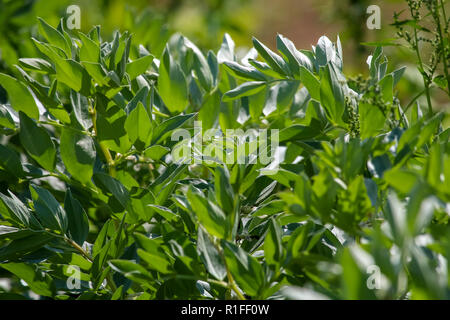 Broad beans plant in the garden. Broad bean plant in Latvia. Background of broad beans. Broad beans plants on the field in summer day. Stock Photo