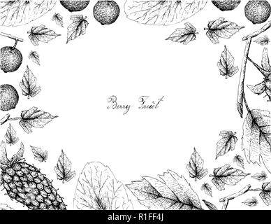 Berry Fruits, Illustration Frame of Hand Drawn Sketch Delicious Fresh Loganberries and Madagascar Plums or Flacourtia Indica Fruits Isolated on White  Stock Vector