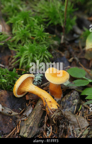 Hygrophoropsis aurantiaca, commonly known as the false chanterell Stock Photo