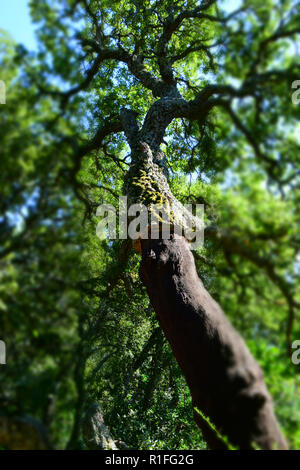 bizarre look of a big cork oak tree trunk, harvested trunk of a quercus suber tree in north sardinia in autumn Stock Photo
