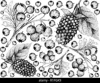 Berry Fruits, Illustration Wallpaper of Hand Drawn Sketch Delicious Fresh Kotataberry With Green Leaves Isolated on White Background. High in vitamin  Stock Vector