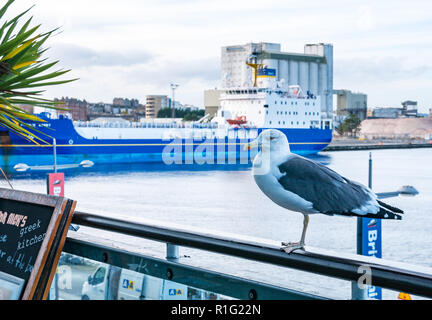 Herring gull and Pacific Egret Leith, nuclear fuel carrier, docked in Leith harbour, Edinburgh, Scotland, UK Stock Photo