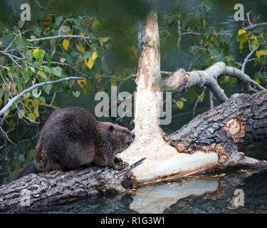 Beaver chewing on bark of fallen balsam poplar tree in pond (Castor canadensis, Populus balsamifera) Stock Photo