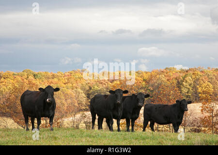 Black Angus cattle herd on pasture in autumn Stock Photo