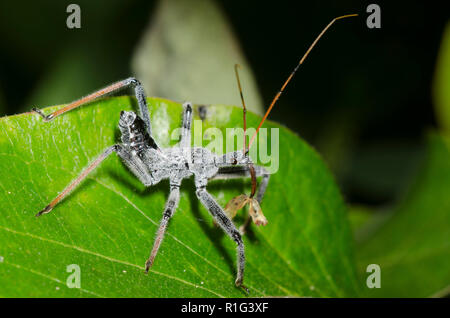 Wheel Bug, Arilus cristatus, nymph with prey Stock Photo