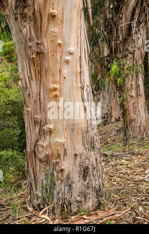 Eucalyptus tree trunks, invasive species brought from Australia, along road D-55 in Chiavari Forest, Corse-du-Sud, Corsica, France Stock Photo