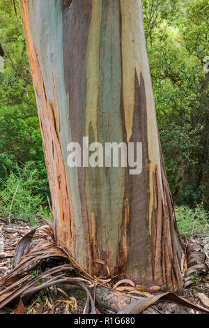 Eucalyptus tree trunk, invasive species brought from Australia, along road D-55 in Chiavari Forest, Corse-du-Sud, Corsica, France Stock Photo