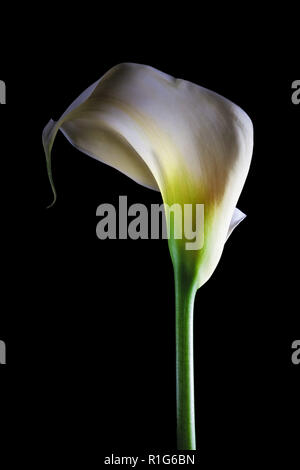 Calla lily flower on black background Stock Photo