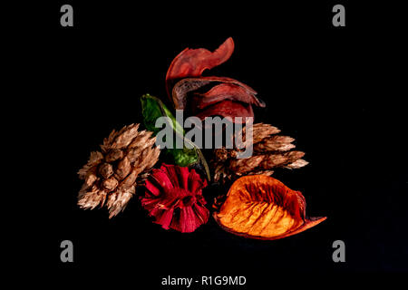 Different color and age of leaves of the jackfruit tree leaves from fresh green to dry brown on black background. 2018 Stock Photo